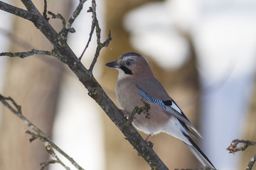 Eurasian jay (Garrulus glandarius) in winter