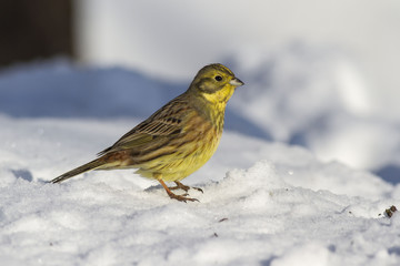 Yellowhammer (Emberiza citrinella) in winter