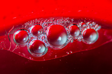 ladybird