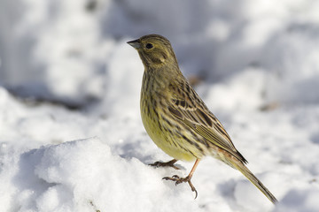 Yellowhammer (Emberiza citrinella) in winter