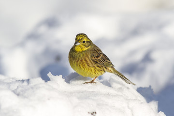 Yellowhammer (Emberiza citrinella) in winter