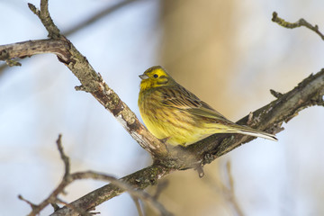 Yellowhammer (Emberiza citrinella) in winter