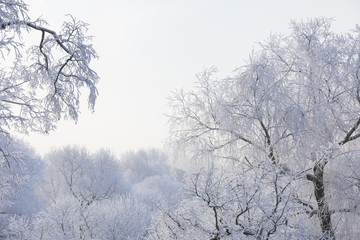 Cold sunrise in park Yusupov garden and hoarfrost on branches of trees
