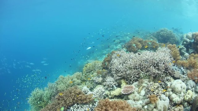 Healthy Reef in Raja Ampat, the Heart of the Coral Triangle