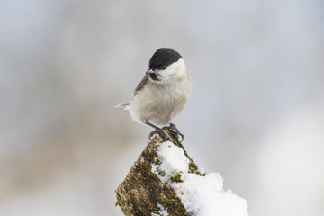 marsh tit (Poecile palustris) in winter in frosty weather