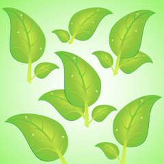 vector illustration green bright leaves