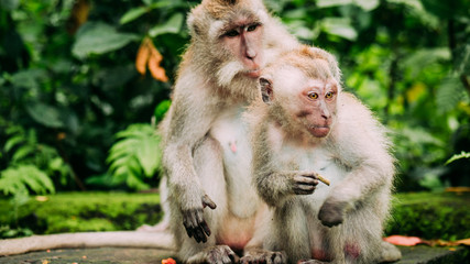 Long-tailed macaque with young ones on forage. Macaca fascicularis, in Sacred Monkey Forest, Ubud, Indonesia