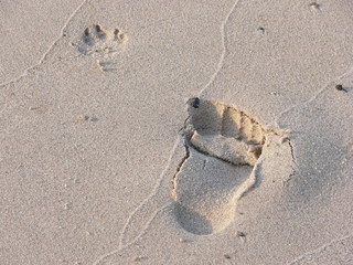 Fußspuren eines Menschen und eines Hundes im Sand an einem Strand