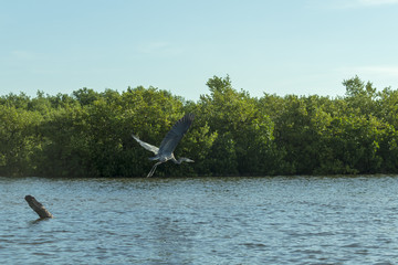 Great Blue Heron shows its elegant long legs. This wading bird lives in wetlands has beautiful and rare grey-bluish feathers