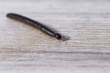 Millipede crawling on a wooden plank