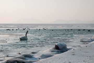 swan and mallards swimming on beautiful frozen lake in the afternoon, Balaton, Hungary, shape of hills in background