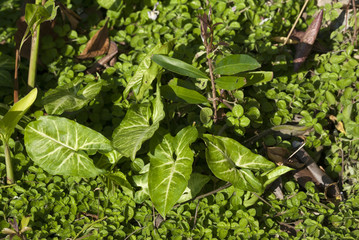 Tropical leaf in garden in Guatemala, Central America.. Syngonium podophyllum Schott.