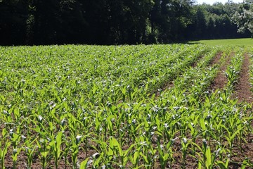 Champ de jeunes plants de maïs