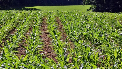 Champ de jeunes plants de maïs