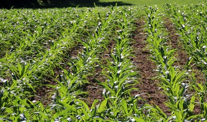 Champ de jeunes plants de maïs