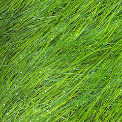 erba verde rugiada sfondo