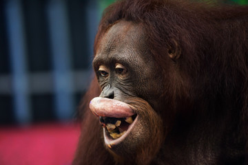 happy Orangutan money smile portrait © Blanscape