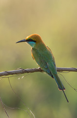 Green Bee-Eater (Merops Orientalis)