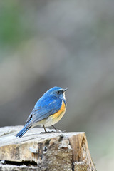 切り株のルリビタキ