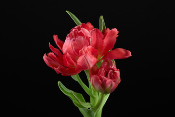 Close-Up Red Twin Tulip
