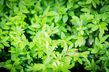 Fototapeta na wymiar small green leaves background