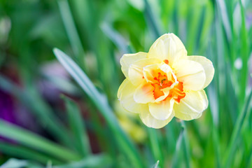 yellow narcissus on green leaves background.