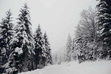 Fir forest covered with snow