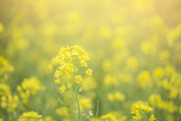 Fototapeta premium Cantonese Yellow flower background on springtime,Beautiful rapeseed field at Jeju Island,South Korea.