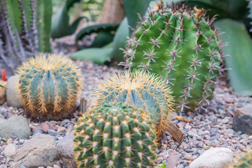 Ball shaped cactuses outdoors. Garden design.