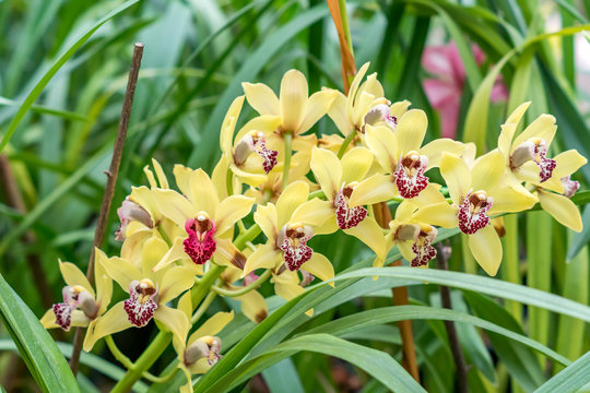 branck of yellow exotic orchid flower closeup