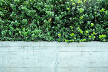 Green vertical garden with white brick wall fence background