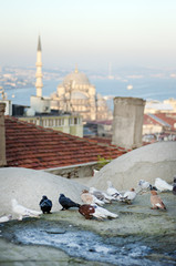Breed Pigeons on the roof and New Mosque with Bosphorus in Istanbul