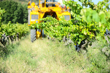 grapes harvesting mechanical machine vehicle in a vineyard during harvest wine season
