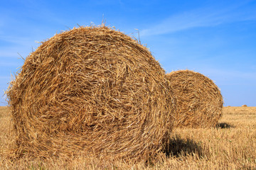 golden straw stubble field in autumn