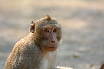 Head shot of Southern pig-tailed macaque