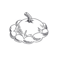 Beautiful vector hand drawn vegetables Illustration. 