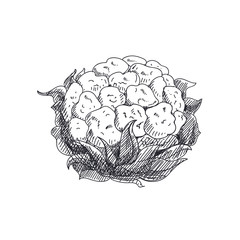 Beautiful vector hand drawn vegetables Illustration. 