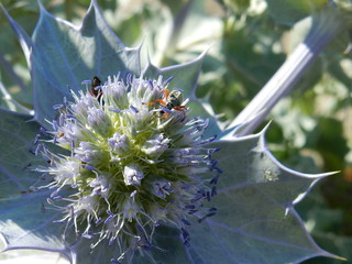 flora mediterranea