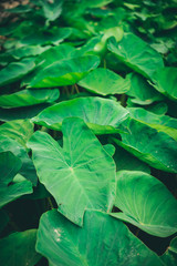 Group of lotus leaves in the valley