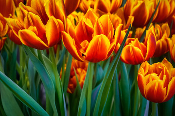 red, yellow and orange tulips tulips