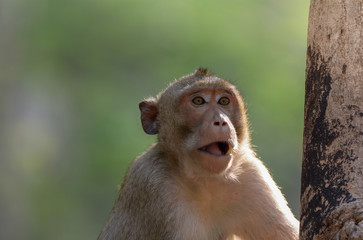 Head shot of Southern pig-tailed macaque