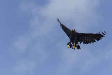 Obraz premium Common black hawk flies over hunting for its prey. its beautiful Black feathers shine depending on how light hits them, or cast an ominous shadow over its pray. the only yellow details are its Sharp 
