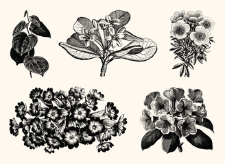 Vintage Floral Line Art - Early 1800s Botanical Illustrations