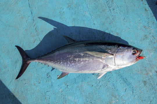 full body of tuna fish on blue wood of fishing boat
