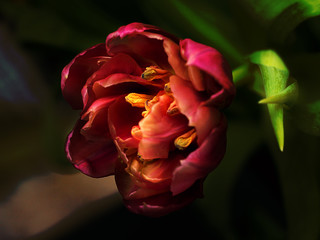 Tulpe rot
