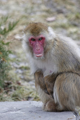 macaque japonais 