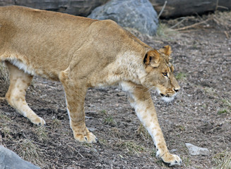 lionne
