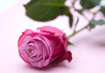 Rose in Pink