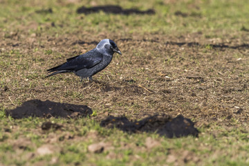 Eichelhäher auf einem Ast