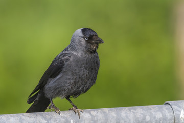 Eichelhäher auf einem Ast